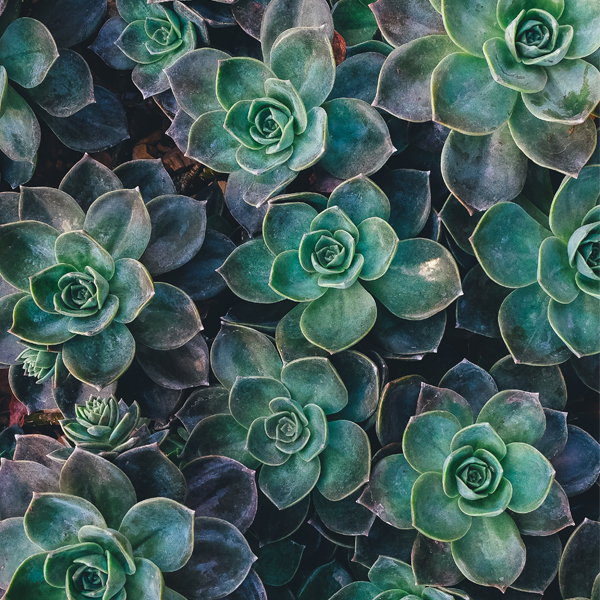 Word for the Year Word for the Year